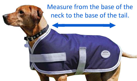 how-to-measure-dog.jpg