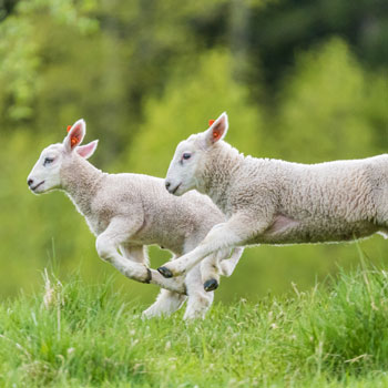 Panacur for Sheep