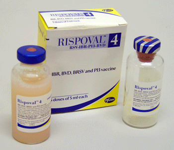 Rismol Injection Rispoval 4 Suspension for Injection for Cattle (5 Doses)POM