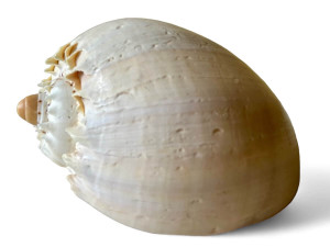 Vintage baler melon smooth crowned 6" conch shell seashell AUSTRALIA 1980's EVC main view Vintage baler melon smooth crowned 6" conch shell seashell AUSTRALIA 1980's EVC main view