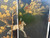 Vintage English fox hunt black lacquered four-panel folding screen room divider close up middle view 4