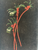 Vintage MARTINUS Aboriginal kangaroo paw botanical painting 1960's AUSTRALIA close up view
