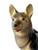 Vintage HAGEN RENAKER German Shepherd dog bone china figurine 825 1970's AMERICA close up view