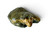 Vintage WADE Alsatian German Shepherd Whimsies dog figurine 1970's ENGLAND A top view