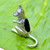 Hand crafted Whitby Jet and 925 Silver Ornamental Kangaroo figurine