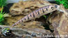 Sam Rayburn Logperch