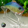 Spring Shad