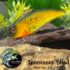Tennessee Shad