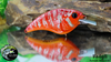 Redgill
