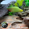 Chili Pepper