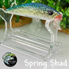 Spring Shad
