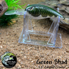 Green Shad
