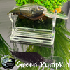 Green Pumpkin