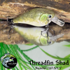 Threadfin Shad