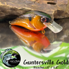 Guntersville Gold
