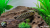 Log Perch (3")