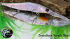 Greenback Purple Shad (foiled)