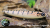 Sam Rayburn Logperch Sam Rayburn Logperch