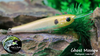 Ghost Minnow Ghost Minnow