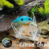 Citrus Shad