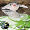 Silver Shad