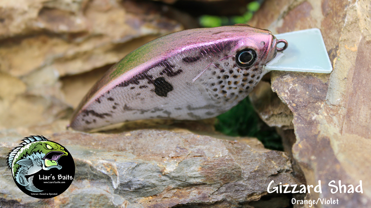 Gizzard Shad (Orange/Violet)