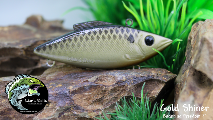 Gold Shiner