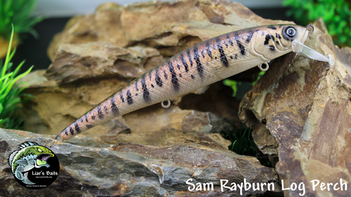 Sam Rayburn Logperch (5") Sam Rayburn Logperch (5")