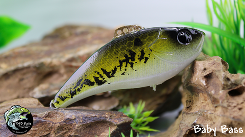 Baby Bass Baby Bass