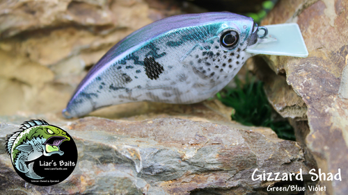 Gizzard Shad (Green/Blue Violet)