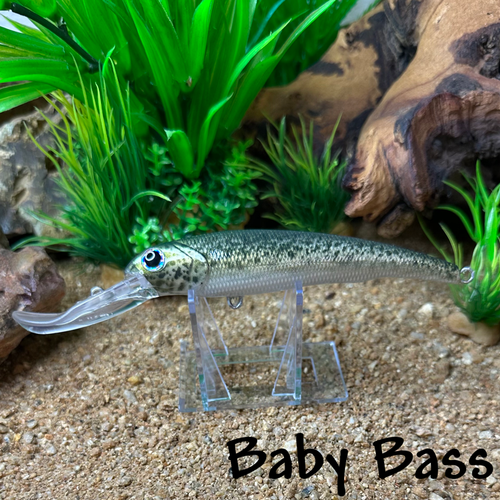 Baby Bass