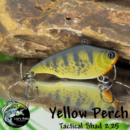 Yellow Perch