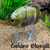 Golden Bluegill