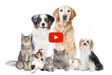 holistic pet care, best natural pet care supplements, homeopathic pet remedies.