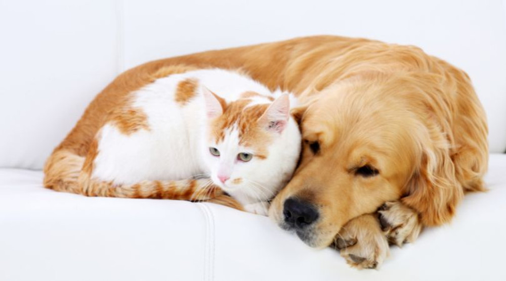 Basic protocol for Healing for Pets Basic protocol for Healing for Pets