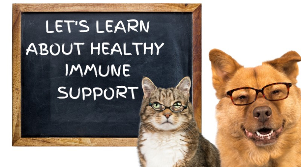 How To Build A Strong Immune System - Naturally  How To Build A Strong Immune System - Naturally