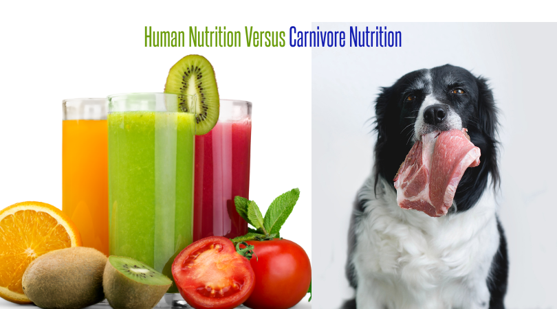Why Human Nutrition Is Different Than Carnivore Nutrition