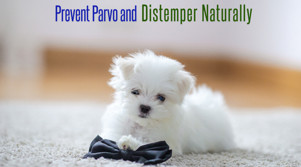  Prevent Parvo and Distemper Naturally