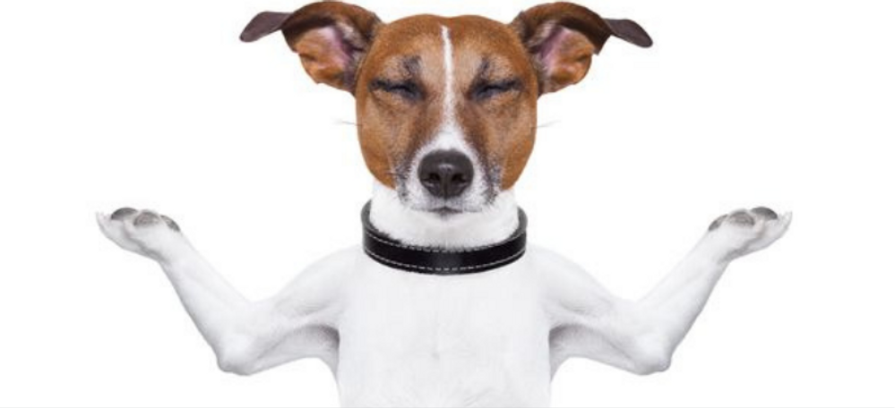  The Law Of Attraction For Pets