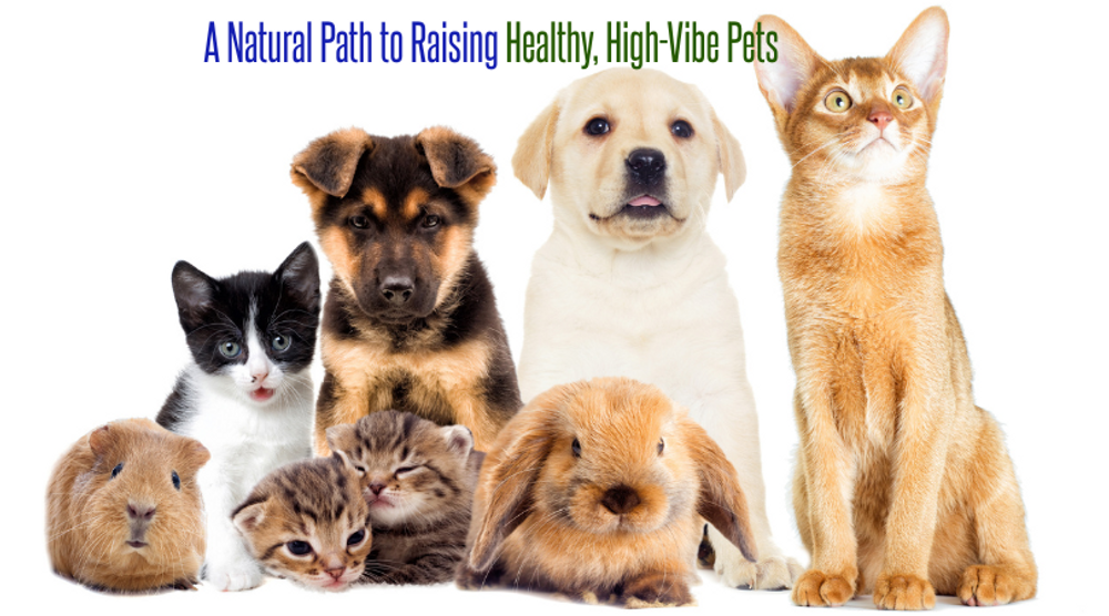 A Natural Path to Raising Healthy, High-Vibe Pets A Natural Path to Raising Healthy, High-Vibe Pets