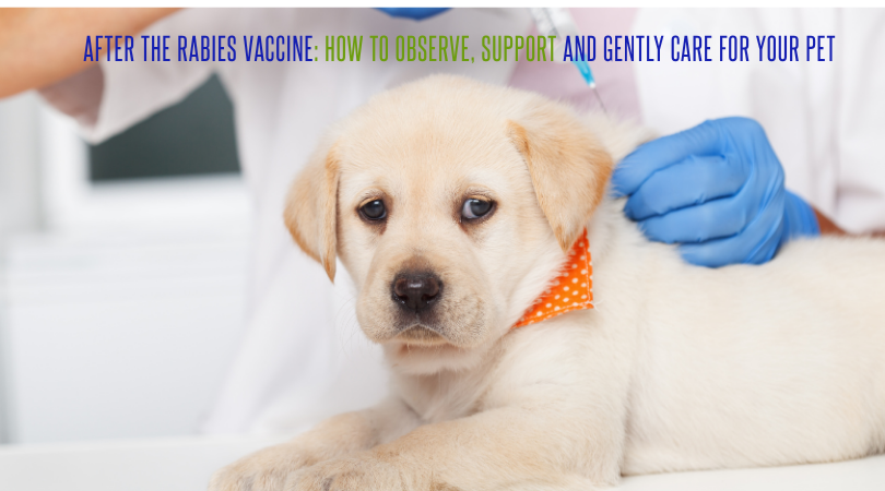 After the Rabies Vaccine: How to Observe, Support and Gently Care for Your Dog