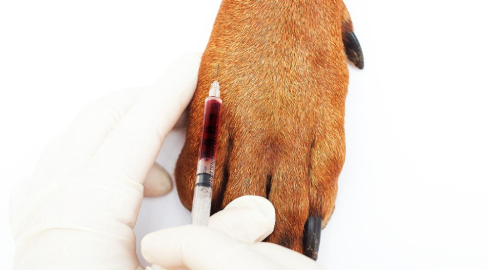 Do Titer Tests Really Measure Immunity? Do Titer Tests Really Measure Immunity?