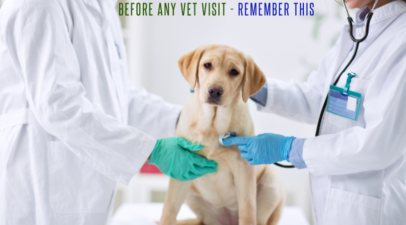 Before Any Vet Visit - Remember This