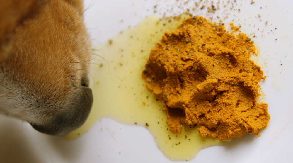 Best Dog Supplements - How to Choose? 