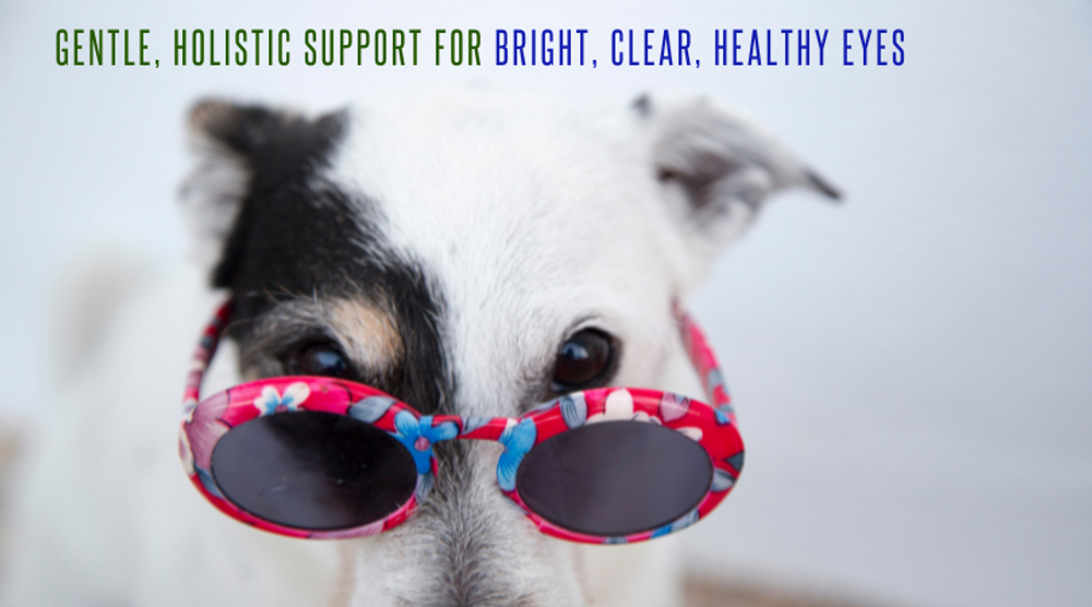 Natural Eye Care for Pets  Natural Eye Care for Pets