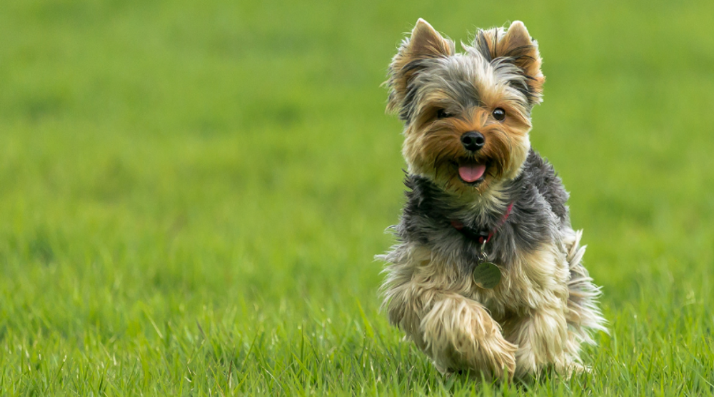 Why Vaccinate Your Pet? Build Natural Immunity Instead Why Vaccinate Your Pet? Build Natural Immunity Instead