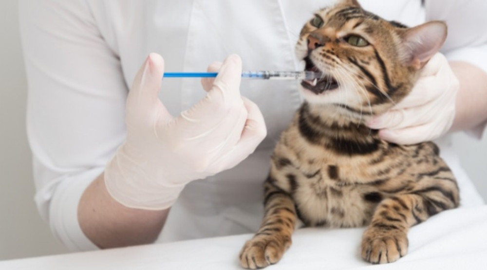 Colloidal Silver For Cats UTI Colloidal Silver For Cats UTI