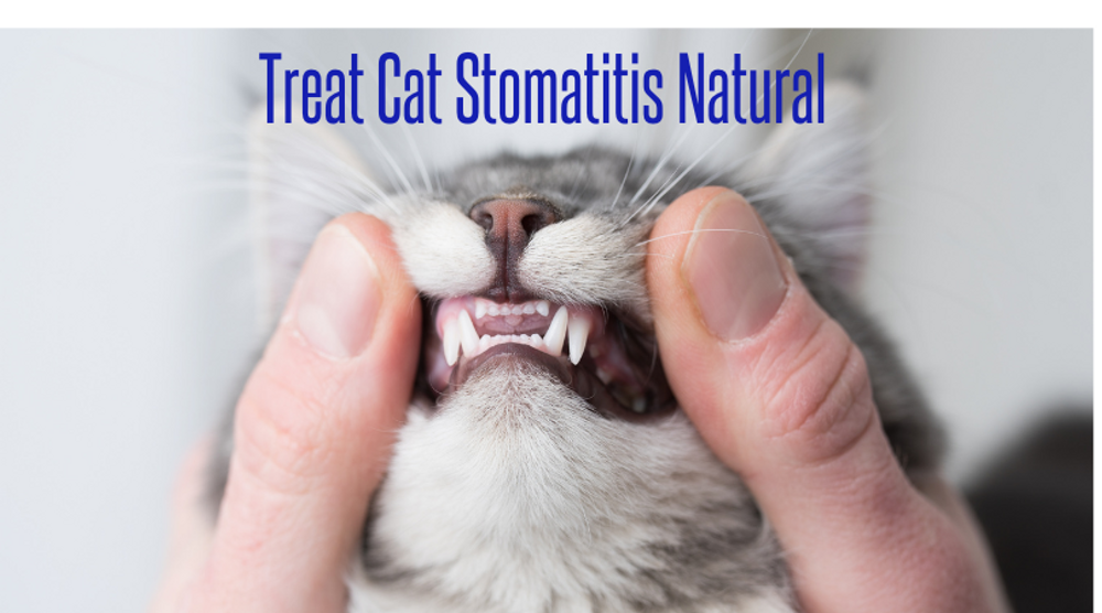 Understanding and Treating Stomatitis in Cats Naturally Understanding and Treating Stomatitis in Cats Naturally