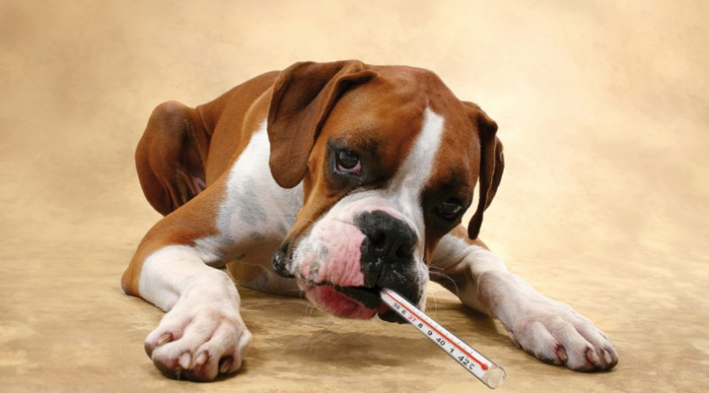 Parvovirus Treatment In Puppies Parvovirus Treatment In Puppies