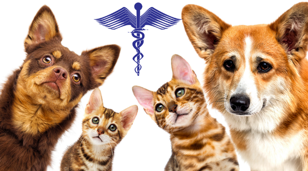  If Holistic Is Not Enough: When is a Conventional Vet Really Needed?  If Holistic Is Not Enough: When is a Conventional Vet Really Needed?